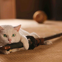 激萌え白猫にメロメロ……映画版『猫侍』が来年3月公開 画像