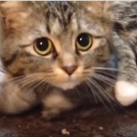 【動画】子猫を必死で守る母猫 画像