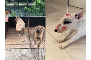 愛犬の顔に“落書き”で批判されるも…韓国スターの動物虐待疑惑、いつも後味悪く終わるワケ 画像