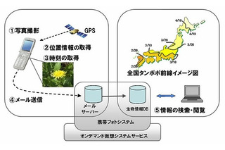 「みんなで創ろう全国タンポポ前線マップ」、富士通がケータイ・ICT活用で実施 画像
