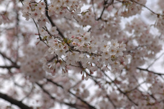 昨年より6日遅れで東京に桜、今週中に9割が開花 画像