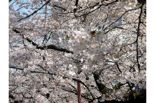 【桜レポート】吉祥寺や国立、市ヶ谷は9分咲き程 画像