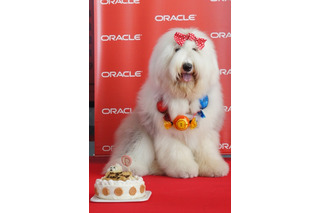社長よりも露出度高い!?　日本オラクルの社員犬キャンディ 画像