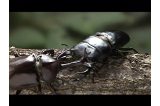 GyaO、昆虫写真家・海野和男が贈る秘蔵の昆虫映像を配信 画像