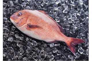 植松と日本IBM、Facebookページにて情報追跡できる養殖魚を販売 画像