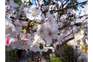 東京の桜、本日「満開」に……気象庁が発表、平年より3日遅れ 画像