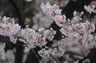 関東で桜散るも、南東北・信越で開花シーズン！  画像