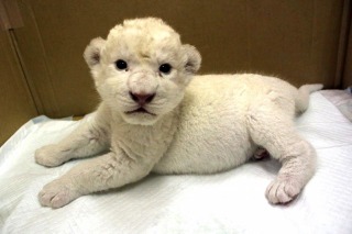 ホワイトライオンの赤ちゃんが伊豆に初登場　7月28日から公開 画像