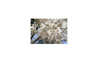 桜はまだかいな!?　日本気象協会が2007年開花予想と花見情報を発信 画像