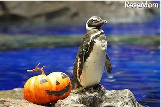 親子でお泊り水族館、ハロウィンバージョン　10月27-28日 画像