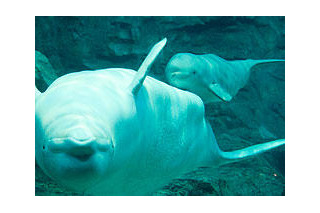 名古屋港水族館、20周年記念で2,000組を無料招待 画像