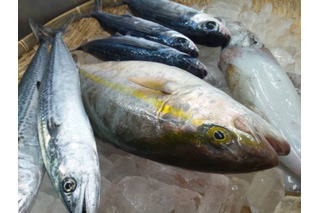 ネットで漁を中継しその場で販売！鳥取県漁業協同組合が参加 画像