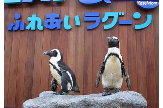 【夏休み】ラゾーナ川崎プラザ、八景島シーパラダイスからペンギンがやって来る 画像