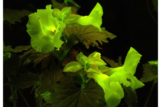これまでにない「光る花」の研究開発に成功……NECソフトやNAISTら 画像