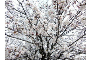 東京と横浜で桜開花……平年より1日早く 画像