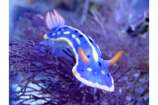 海の宝石「ウミウシ展」……今日から生体展示 画像