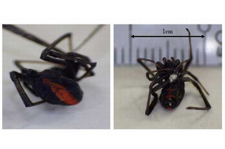 “赤い縦斑紋”の有毒グモ「セアカゴケグモ」都内で発見、注意呼びかけ 画像