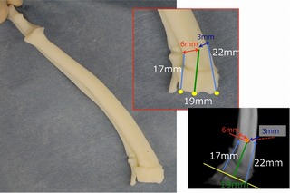 3Dプリンタモデル活用で犬の難手術に成功……変形矯正の整形手術で大幅な時間短縮 画像