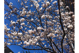 鹿児島で桜が開花……気象台発表 画像