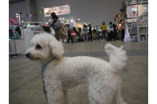 【Interpets 2015 Vol.31】にぎわう会場を動画でチェックする 画像