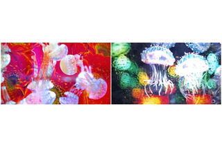クラゲが東京の街を浮遊する……蜷川実花×すみだ水族館 画像