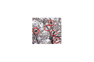 桜の木が危ない！　枯れる恐れもある原因不明の“こぶ病”を調査 画像