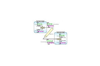 KDDI研究所、光OFDMを利用した100Gbps信号の長距離伝送実験に成功 画像