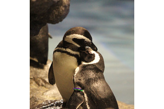 すみだ水族館の幻想的なホワイトデー「ペンギンと音楽の夜」 画像