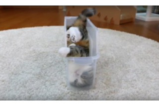 【動画】どうしても入りたい！ちょいデブ猫がスリムなケースに入るために試行錯誤 画像
