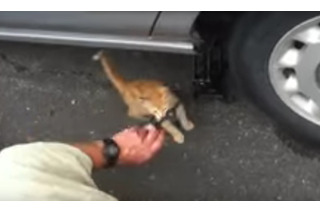 何としても阻止！車の修理を邪魔する子猫ちゃん 画像