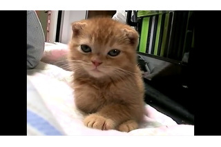 【動画】目覚まし時計にビックリの子ネコ！ 画像