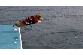 【動画】コーギーが海に必死のジャンプ!! 飛び込む姿が健気でカワイイと話題 画像