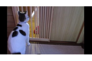 【動画】何度もコロンと前転をして脱走を試みるネコ 画像