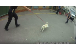 【動画】犬ドロボー御用で飼い主と再会したパグ 画像