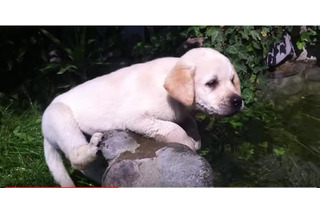 【動画】バタ足から！生後10か月の子犬のスイミング 画像