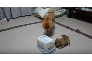 【動画】柴犬一家に起きた突然のハプニング 画像