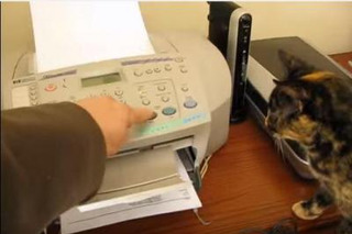 【動画】にゃんだ？FAX　VS　猫 画像