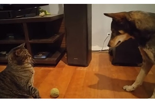 【動画】犬がボールを取ろうとすると猫が…… 画像