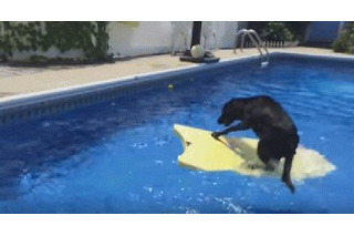 【動画】プールでサーフボードに乗る犬！最後には…… 画像