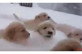 【動画】ゴールデンの子犬たち！いったい何匹いるでしょう 画像