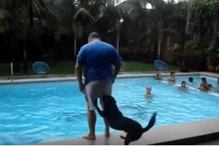 【動画】プールへ突き落とすのが大好きな犬 画像