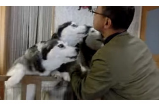 【動画】大喜び！お帰りの挨拶をするハスキー犬 画像