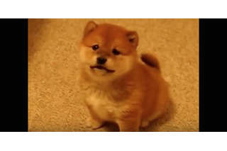 【動画】何度見てもたまらない！じゃれる柴子犬 画像