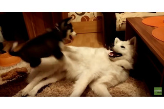【動画】モフモフのサモエドの上で遊ぶ2歳のハスキー犬 画像
