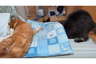 【動画】なぜ!? 座布団から落とされる猫 画像