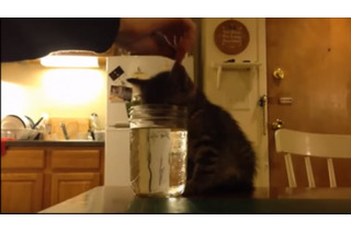 【動画】水を飲む姿勢で寝てしまった子猫 画像