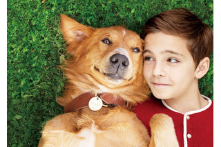 犬と人間のラブストーリー、映画『僕のワンダフル・ライフ』特別映像が公開！ 画像