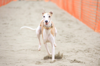 愛犬と様々なアクティビティが楽しめる！「九十九里ビーチドッグフェスティバル2019」開催 画像