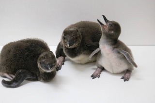 今年初！すみだ水族館でマゼランペンギンの赤ちゃん誕生 画像