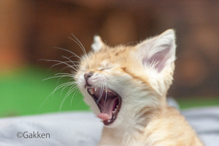 愛くるしい表情満載！世界最小級の野生ネコ「スナネコ」を特集した初写真集 画像